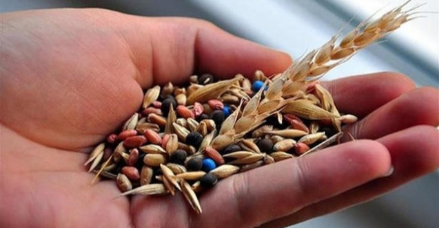 Ata Tohumları ve Kara Oklar